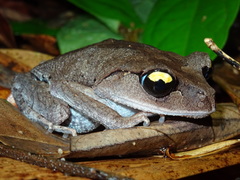 Leptobrachium smithi