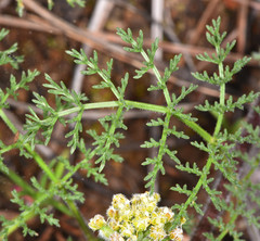 Lomatium dasycarpum dasycarpum