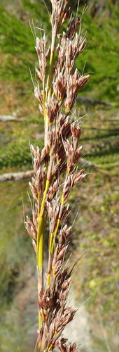 Image of Tetraria involucrata by (c) Nicola van Berkel, some rights reserved (CC BY-SA)