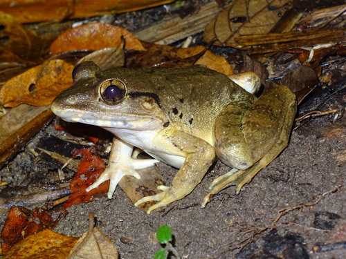 Blyth's Frog, Limnonectes blythii