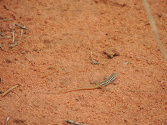 Meroles squamulosus