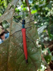 Calvisia kneubuehleri