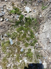 Bryophyta