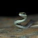 Dendrelaphis - Photo (c) Pasindu Dilshan Abegunawaradhana, algunos derechos reservados (CC BY-NC), subido por Pasindu Dilshan Abegunawaradhana