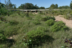 Acanthospermum hispidum