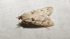 Diurnea fagella