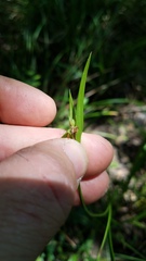 Scleria oligantha