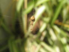 Uloborus plumipes