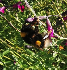 Bombus
