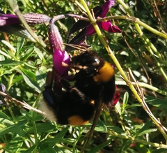 Bombus