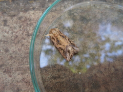 Spodoptera littoralis