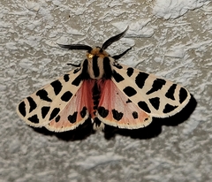 Apantesis incorrupta