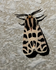 Apantesis incorrupta