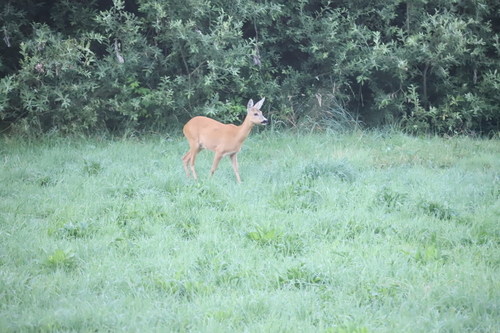 Srna (Capreolus capreolus)