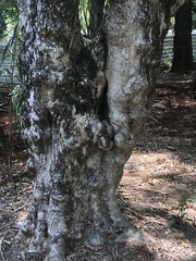 Orthalicus pulchellus