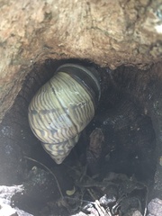 Orthalicus pulchellus