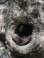 Orthalicus pulchellus