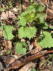 Alliaria petiolata