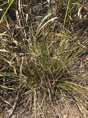 Rhynchospora inexpansa