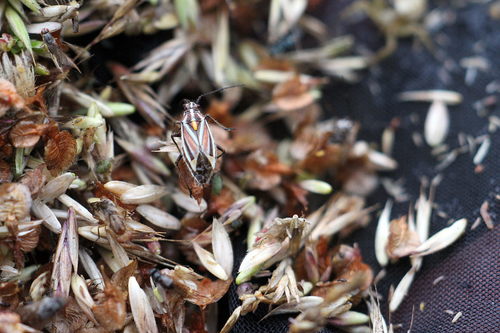 Horistus orientalis