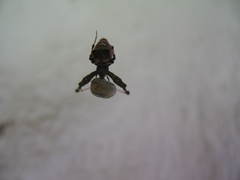 Uloborus plumipes