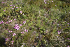 Pteridium aquilinum capense