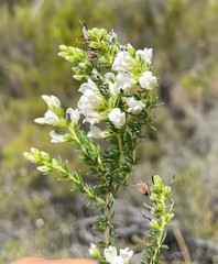 Aspalathus submissa