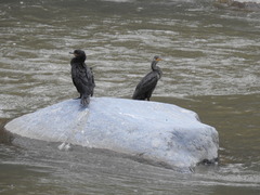 Nannopterum brasilianum