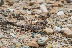 Chordeiles gundlachii