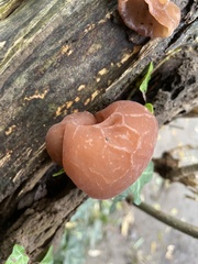 Auricularia auricula-judae