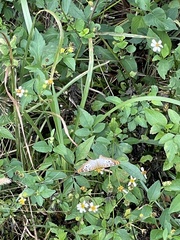 Anartia