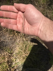 Rhynchospora inexpansa