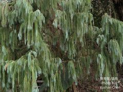 Cupressus cashmeriana