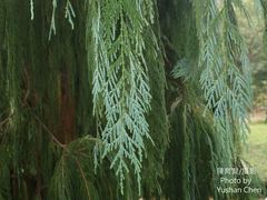 Cupressus cashmeriana