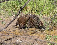Tachyglossus aculeatus acanthion