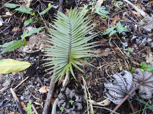 Zamia oreillyi