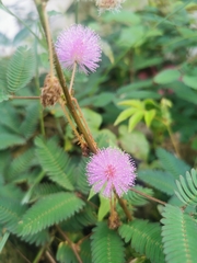 Mimosa pudica
