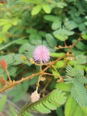 Mimosa pudica