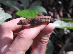Anolis wilsoni