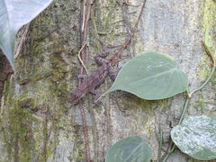 Anolis wilsoni