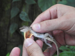 Anolis wilsoni