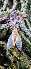 Cicadidae