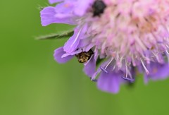 Mononychus punctumalbum