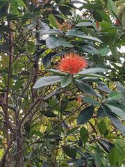 Xanthostemon youngii