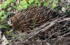 Tachyglossus aculeatus acanthion