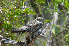 Chordeiles gundlachii