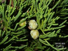 Juniperus procumbens