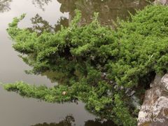 Juniperus procumbens