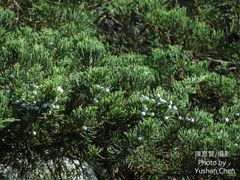 Juniperus procumbens