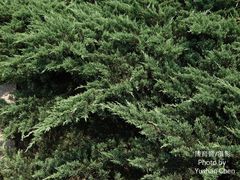 Juniperus procumbens